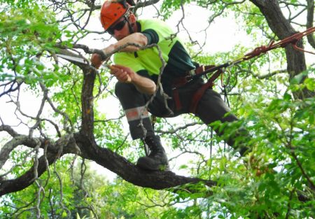 tree purning